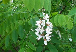 070513 Acacia.JPG