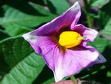 Red potato flower.jpg