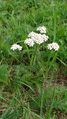 Yarrow plant 2010.JPG