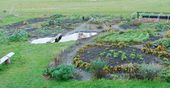 One-year old garden in winter
