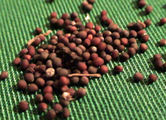 Turnip seeds