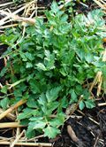 Young celery in spring in greenhouse.jpg
