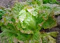 Iceberg lettuce 111221.JPG