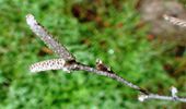 Male catkins of alder