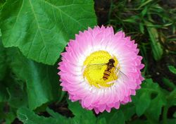 Straw flower 110704.JPG