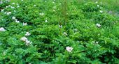 Why weeding is important... The photo shows a field with potatoes. They're all from the same species but the front and outer potatoes in the field (they're placed in circles) were weeded and in the center ones not. See also Weed control