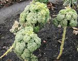 Kale after several weeks of frost.