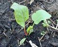 Rumex, small plant, gardener's variety.jpg