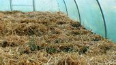 A greenhouse prepared for winter. A layer of straw covers all soil and protects the few plants that will stay the winter over. The straw copies the fallen leaves in a forest. Underneath, micro-organisms and little creeping animals will survive and work on the soil to make it healthy and fertile. Weeds are suppressed.
