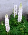 Lupin 120630 (2).JPG