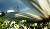 Margarite flower with rainbow