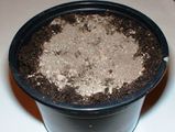 For pre-sowing in pots i use lava grit to cover the seeds. Diameter of the top of the pot shown here is about 4 inches.