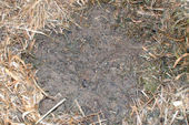 In nature, soils are overspread and not bare. This is a soil that is covered with a sheet of mulch. This soil has a crumbly texture, allows water to pass through and is a rich environment for many micro-organism that need oxygen.