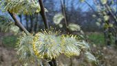 Willow catkins