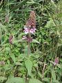 Horse mint or Mentha longifolia