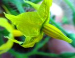 Close-up of tomato flower