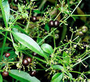 Rubia tinctorum02 - Pub dom.jpg