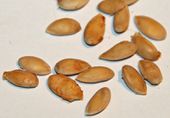 Melon seeds (orange pineapple)