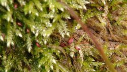 090301 Moss.JPG