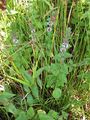 Water mint or Mentha aquatica