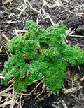 Young parsley plant.jpg