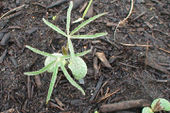 Tiny lupin plants