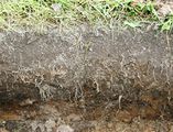 Profile of the upper layers of the soil of grass land next to my garden.