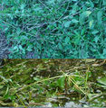 Nettle muck-water or nettle fluid manure. This is fermented nettle extract of nettle leaves and stems.