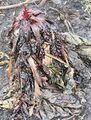 A chard plant after several weeks of frost. It did survive but won't be good for consumption anymore. It will probably flower and gives seeds.