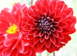 Dahlia 120718 (2).JPG