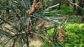 Young pine cones