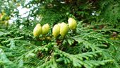 Thuja 100807.JPG