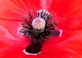 Papaver heart of flower.jpg