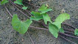 080913 Ivy.JPG