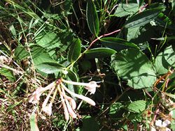 2003-07-13 Honeysuckle.JPG