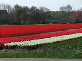 Field of tulips