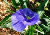 Blue viola flower