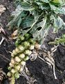 Brussels sprouts can withstand frost, but nevertheless these plants have been affected