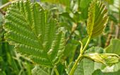 080512 Alder leaves.JPG