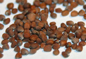 Radish seeds