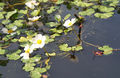 Common water-crowfoot 120521.JPG