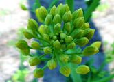 Kale begins to blossom