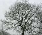 Oak (Quercus robur) in winter