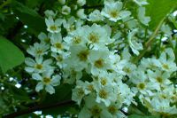 Blossoming bird cherry.JPG