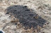 A layer of compost ca 1 inch thick is brought up.