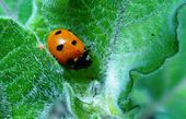 A welcome guest in the greenhouse: a ladybird on an eggplant eating away the greenflies