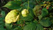 Wild hop flowers