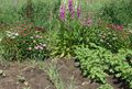 Integrated garden 120605.JPG