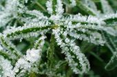 Young lupin in winter