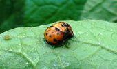 Larva of colorado potato beetle on potato leaf (see Pests & diseases)